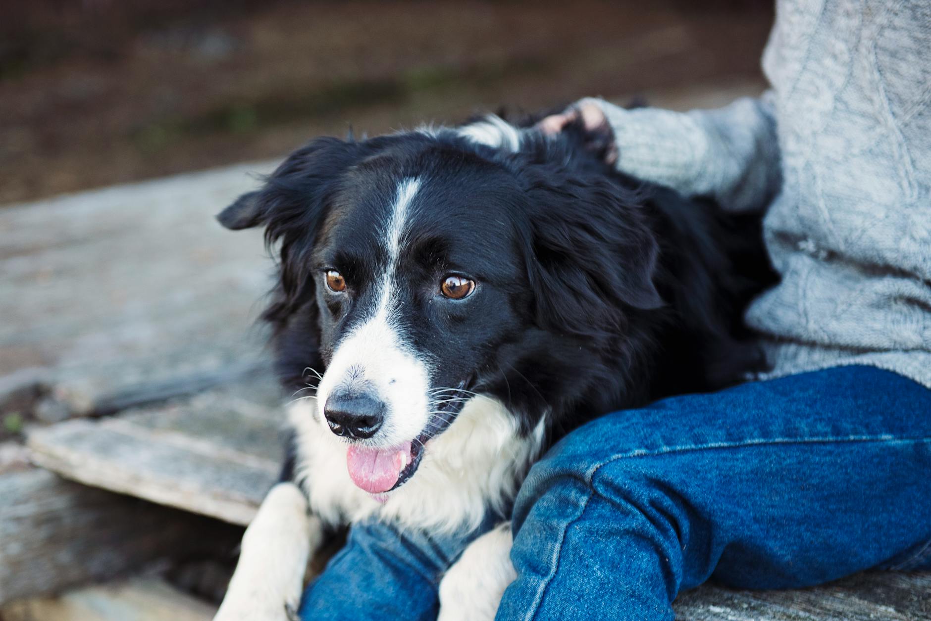dog **Dog nudging with its snout.**