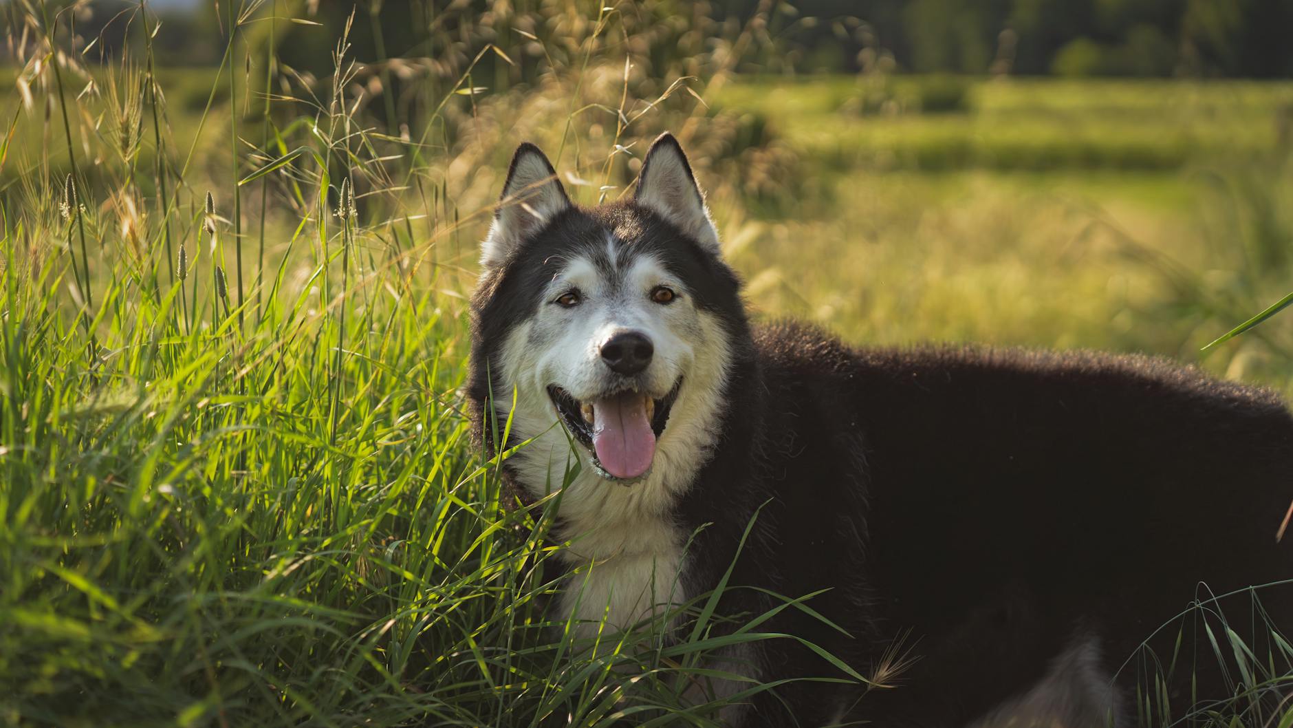 dog Lydsignaler hunde bruger til at kommunikere