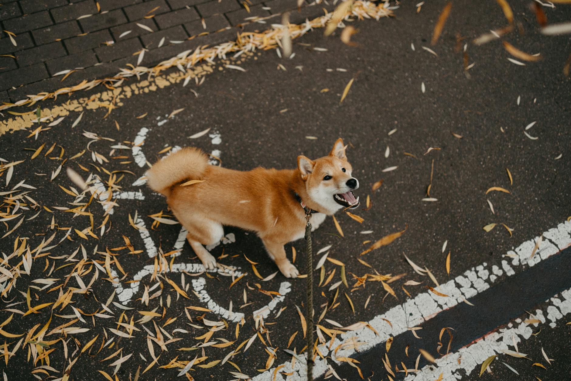 dog Here are a few options focusing on different aspects:
* **Territorial barking, deep and persistent**
* **High, rapid alarm barking**
* **Dogs barking, playing together**