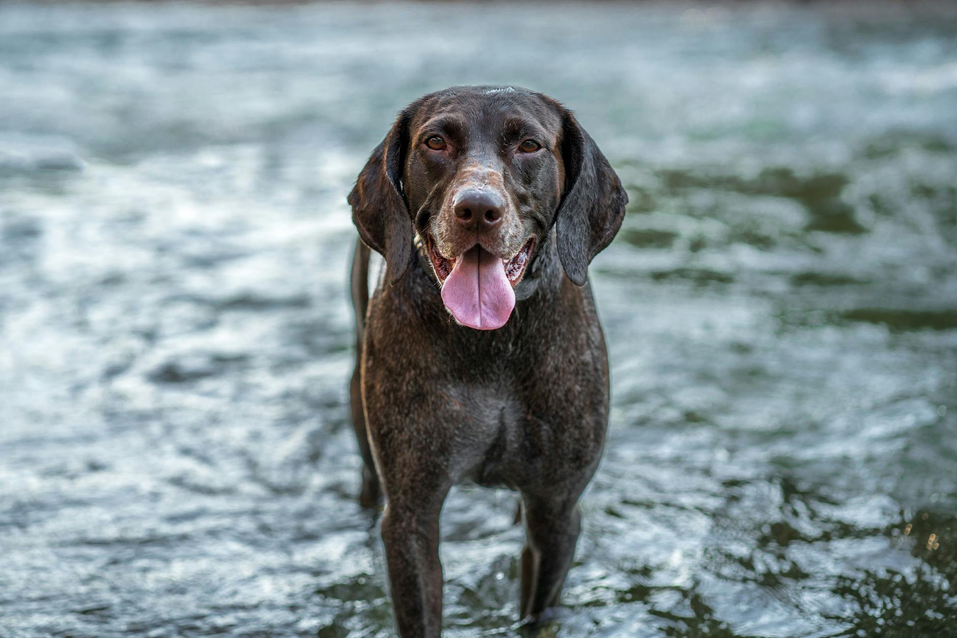 dog Here are a few options, playing with different aspects of the text:
* **Dog looks away, unsure.**
* **Understanding the dog's body language.**
* **Reading a dog's intentions.**