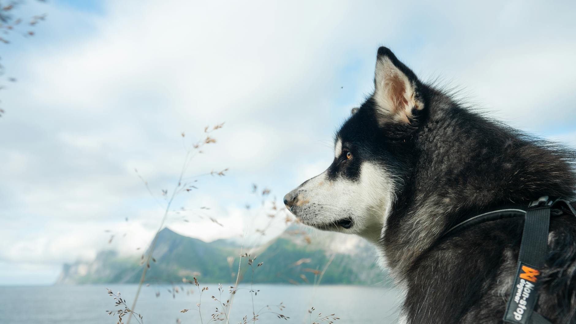 dog Misforståelser mellem hund og ejer: De typiske signaler du overser