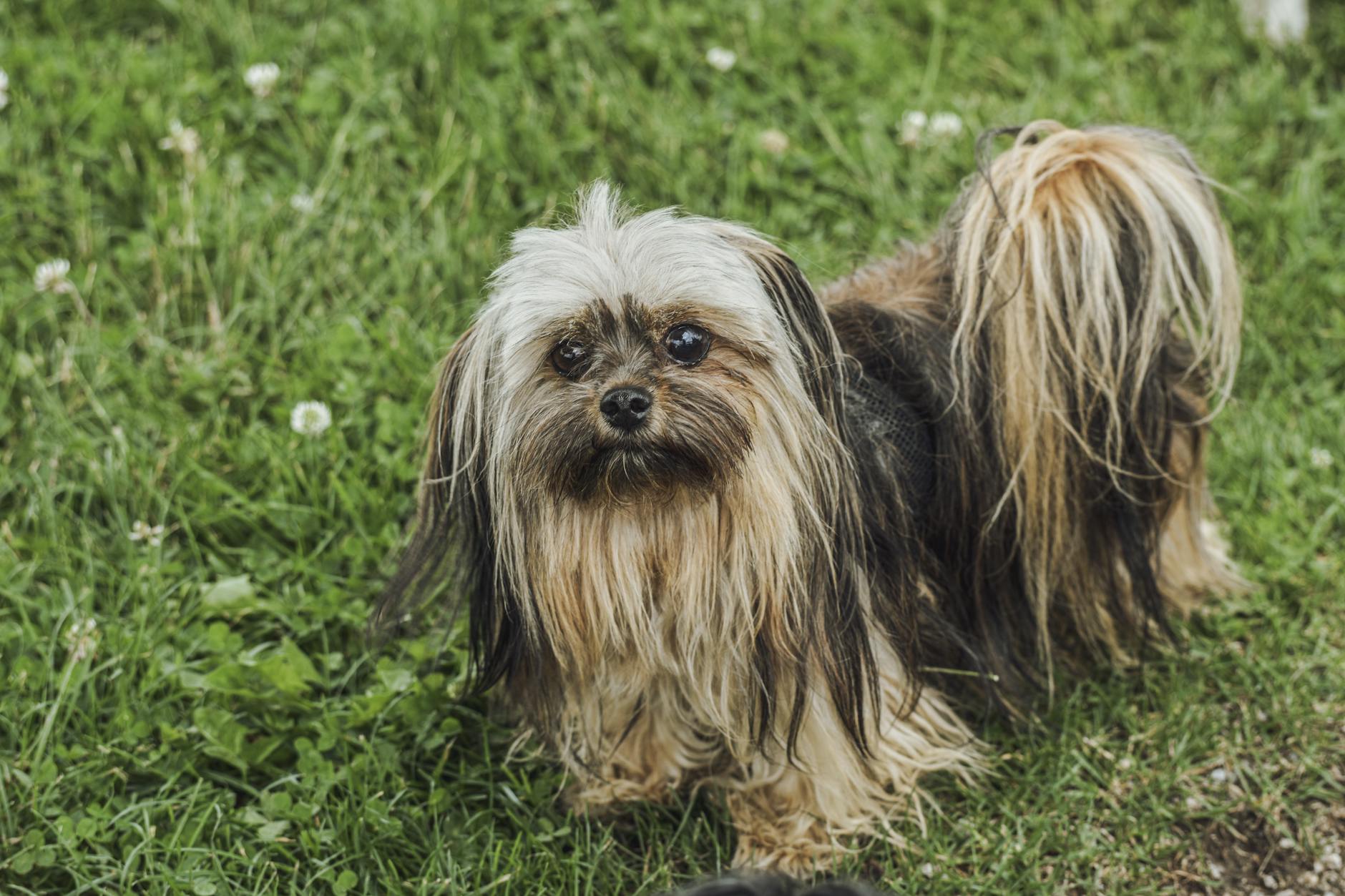 dog **Essential nutrients for dogs.**