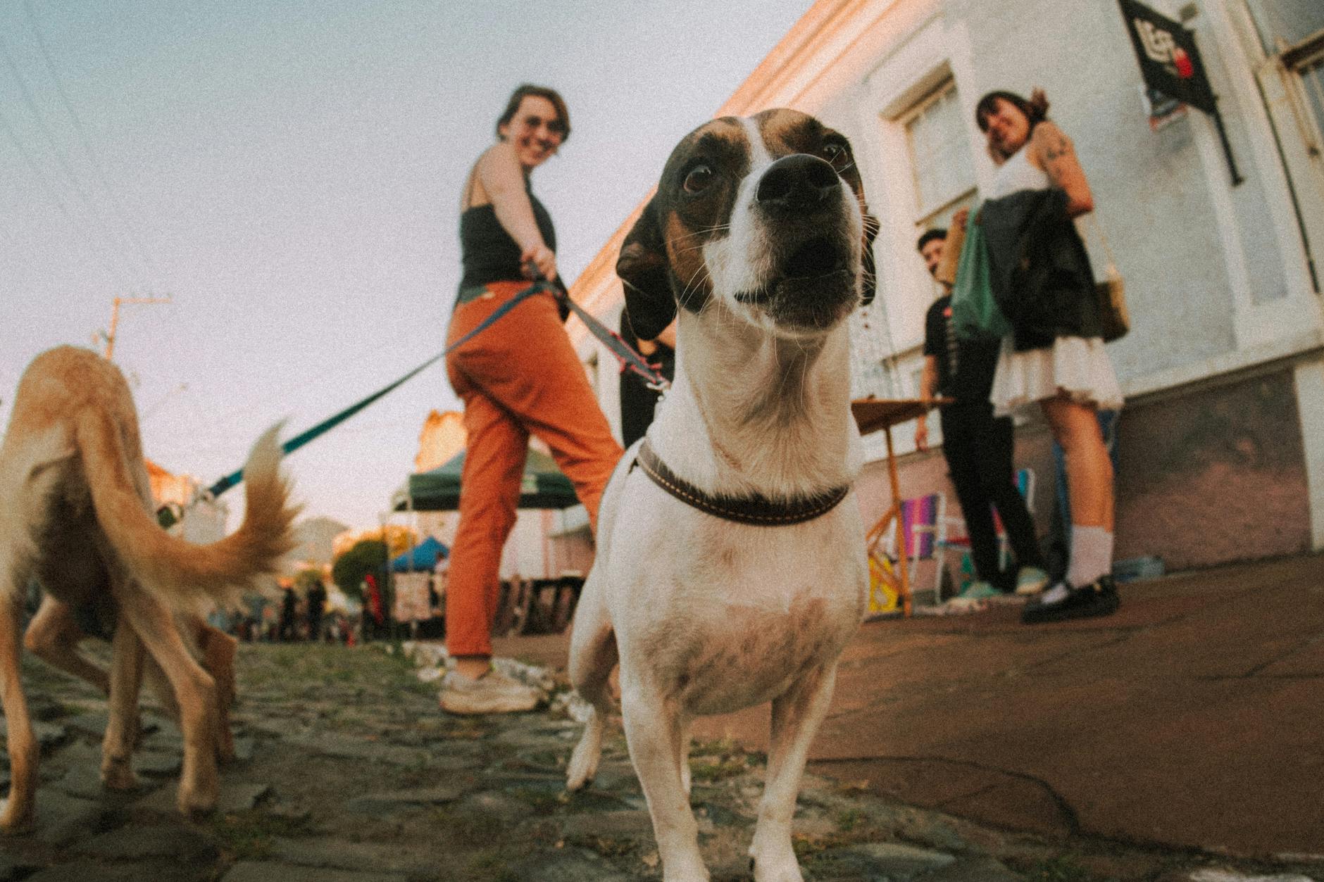 dog **Analytical components; the following:**