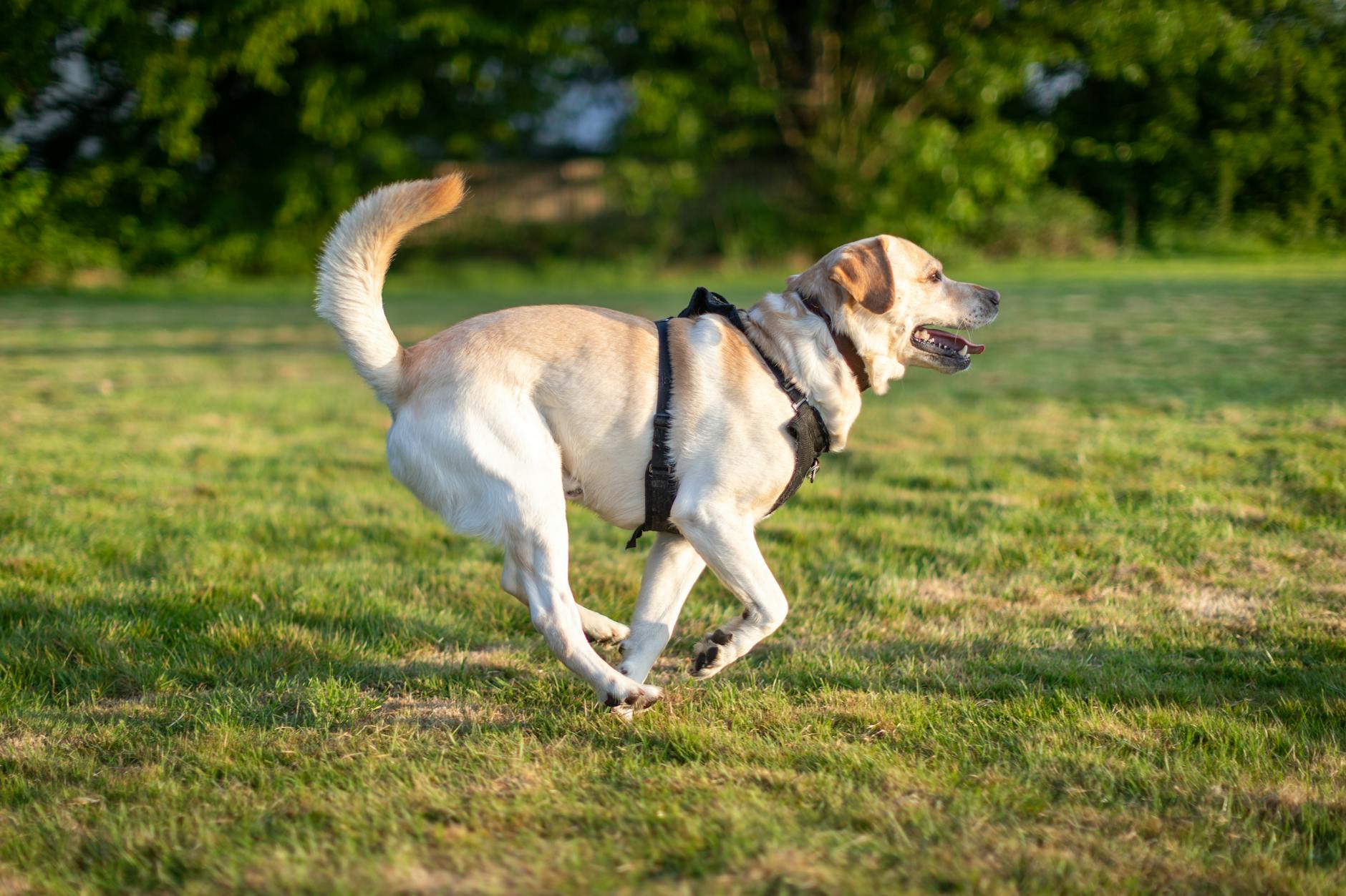 dog Hvad betyder det, når din hund viser tænder?