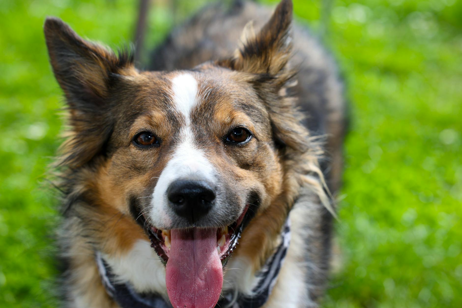 dog Hvad betyder “analytiske bestanddele” i hundefoder?