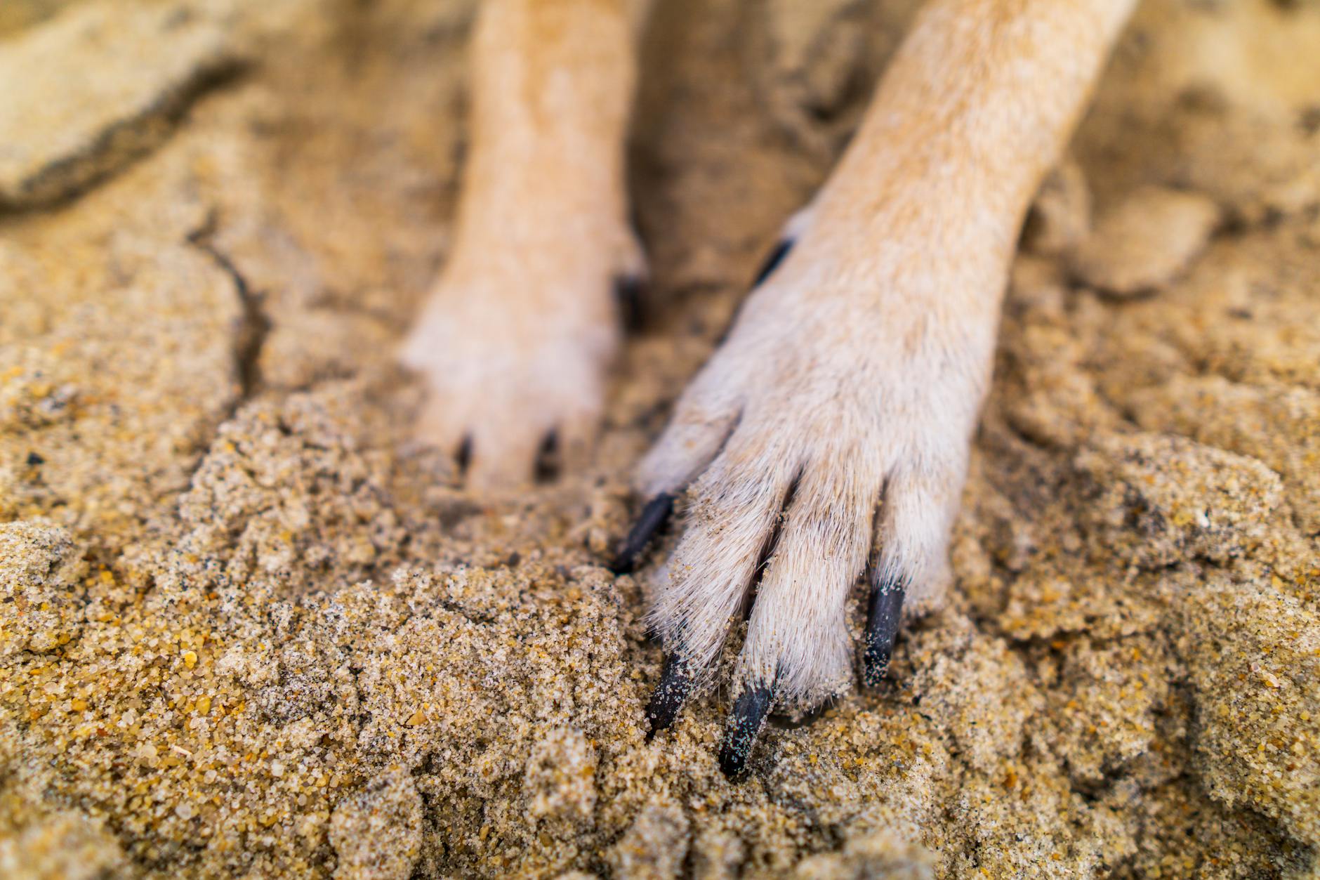 dog Forstå din hunds hale – hvad den prøver at fortælle dig