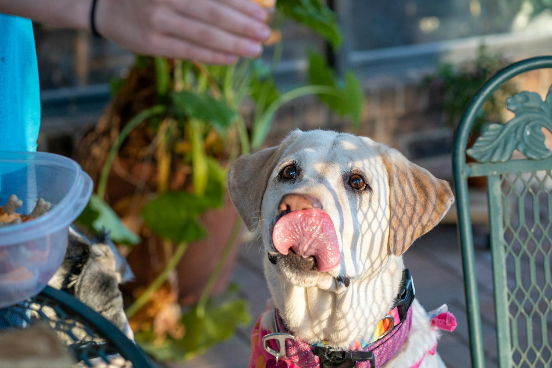 dog Here are a few options, focusing on different aspects:
* **Dog nudging for attention**
* **Playful dog, wagging tail**
* **Seeking positive contact**