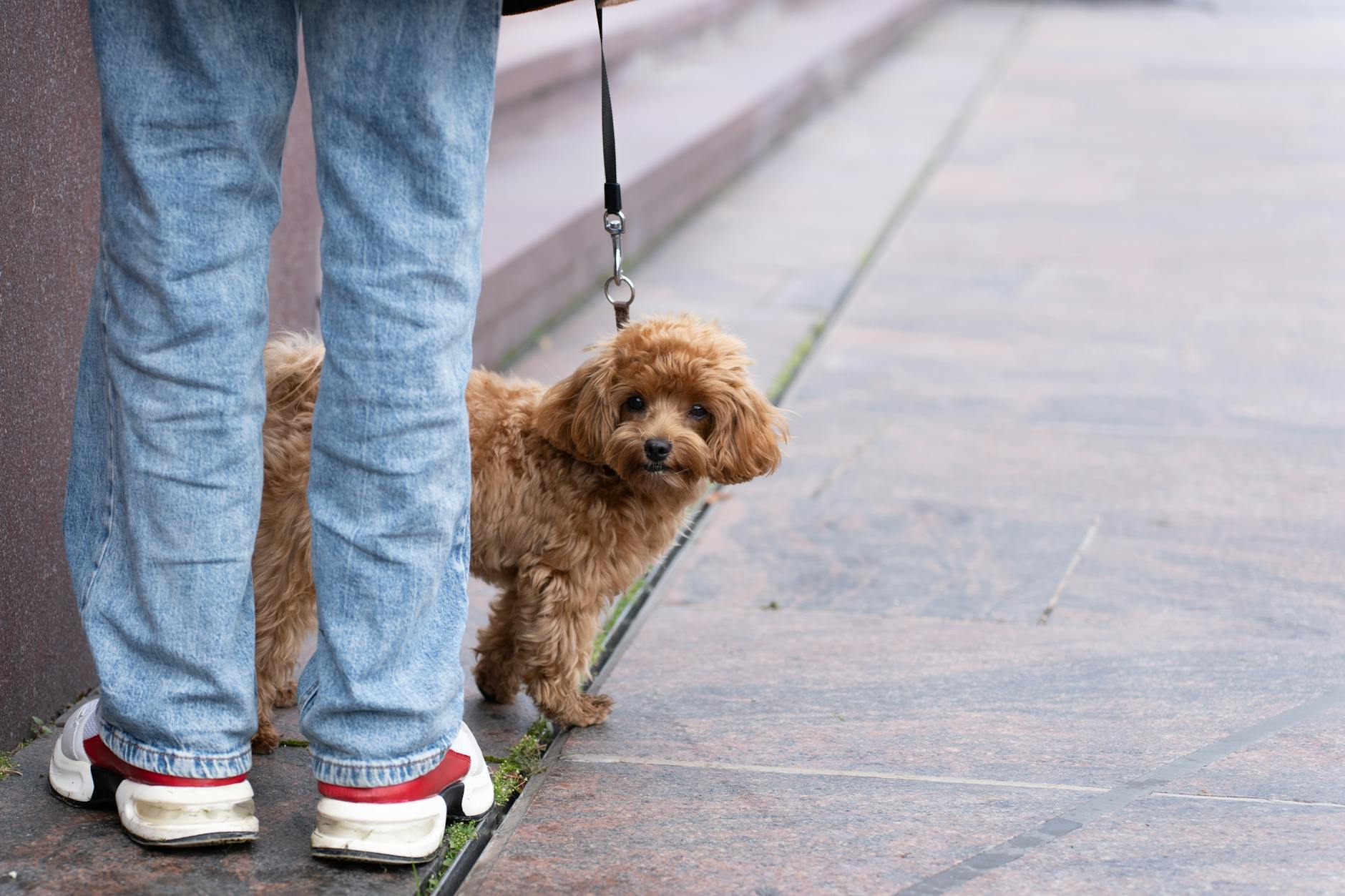 dog Hvad bør din hund egentlig spise dagligt?