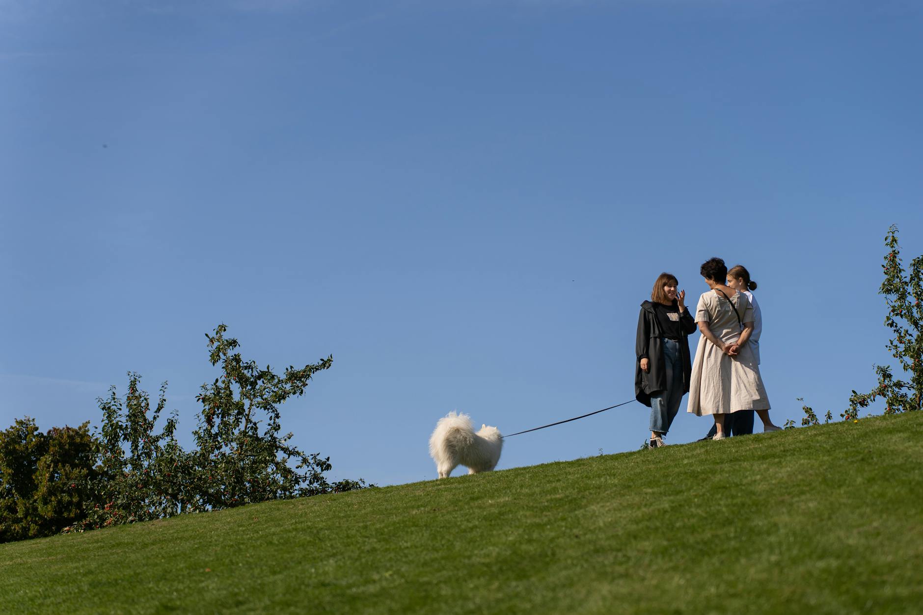 dog Hvad betyder det, når din hund gaber uden at være træt?
