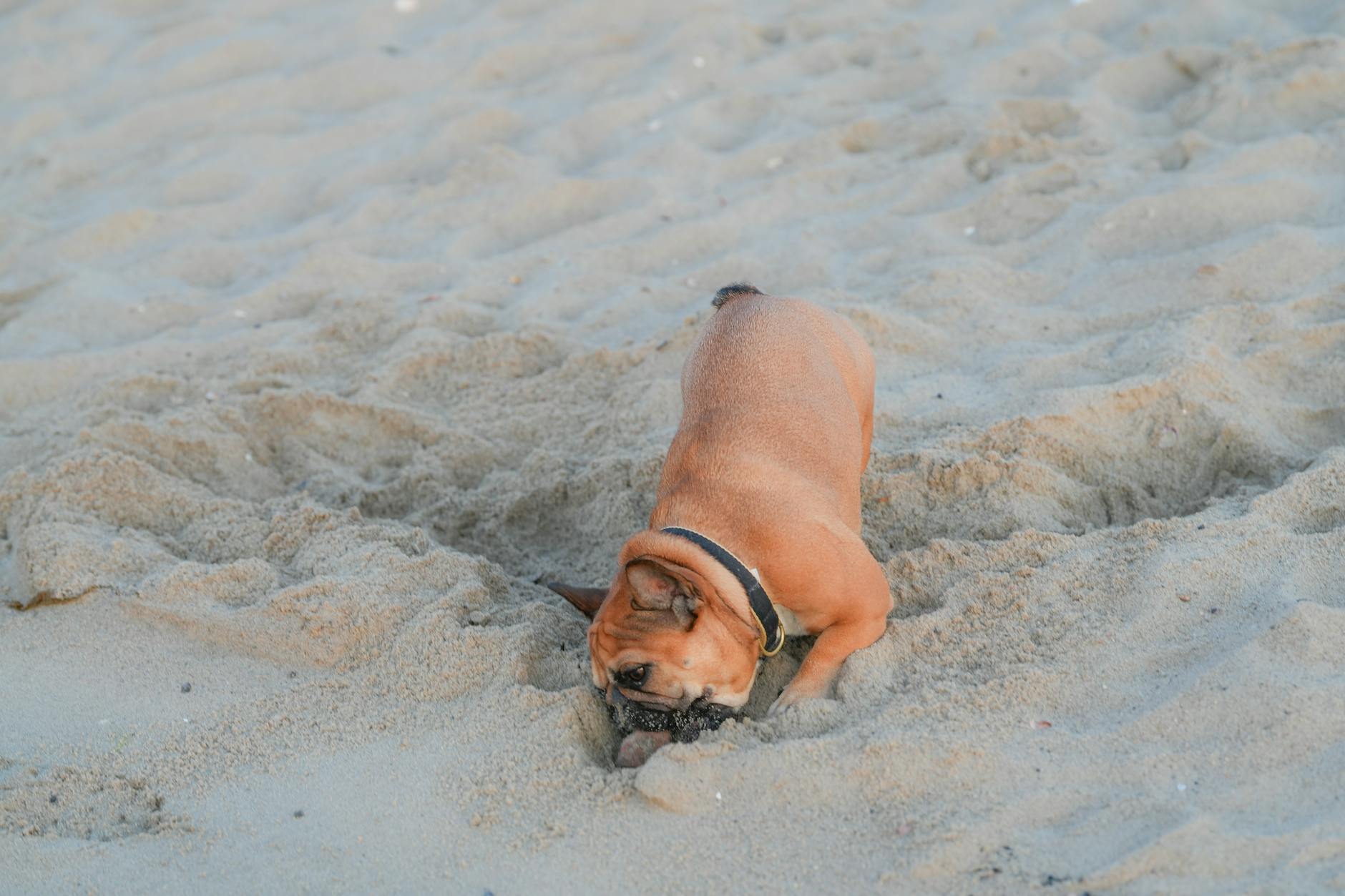 dog Hvad betyder det, når hunden slikker dig eller sig selv?
