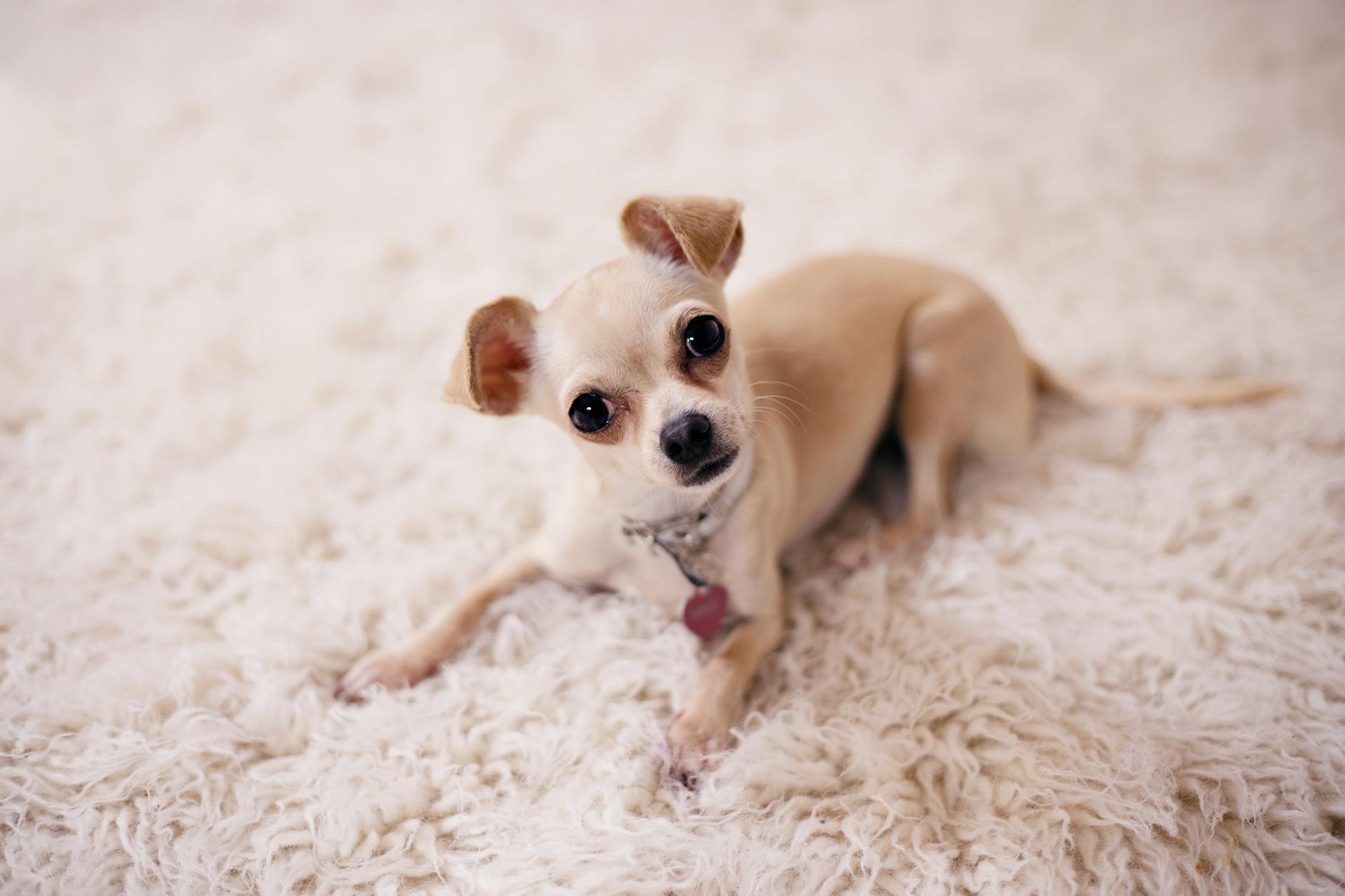 dog **Relaxed dog, soft eyes.**
