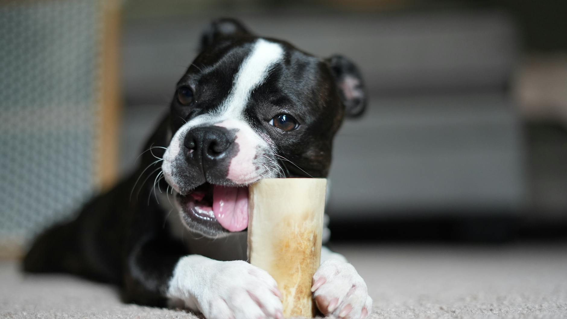 dog Here are a few options, focusing on different aspects of the text:

*   **Dogs showing their teeth**
*   **Unhappiness and potential threat**
*   **Communicating discomfort with teeth**
