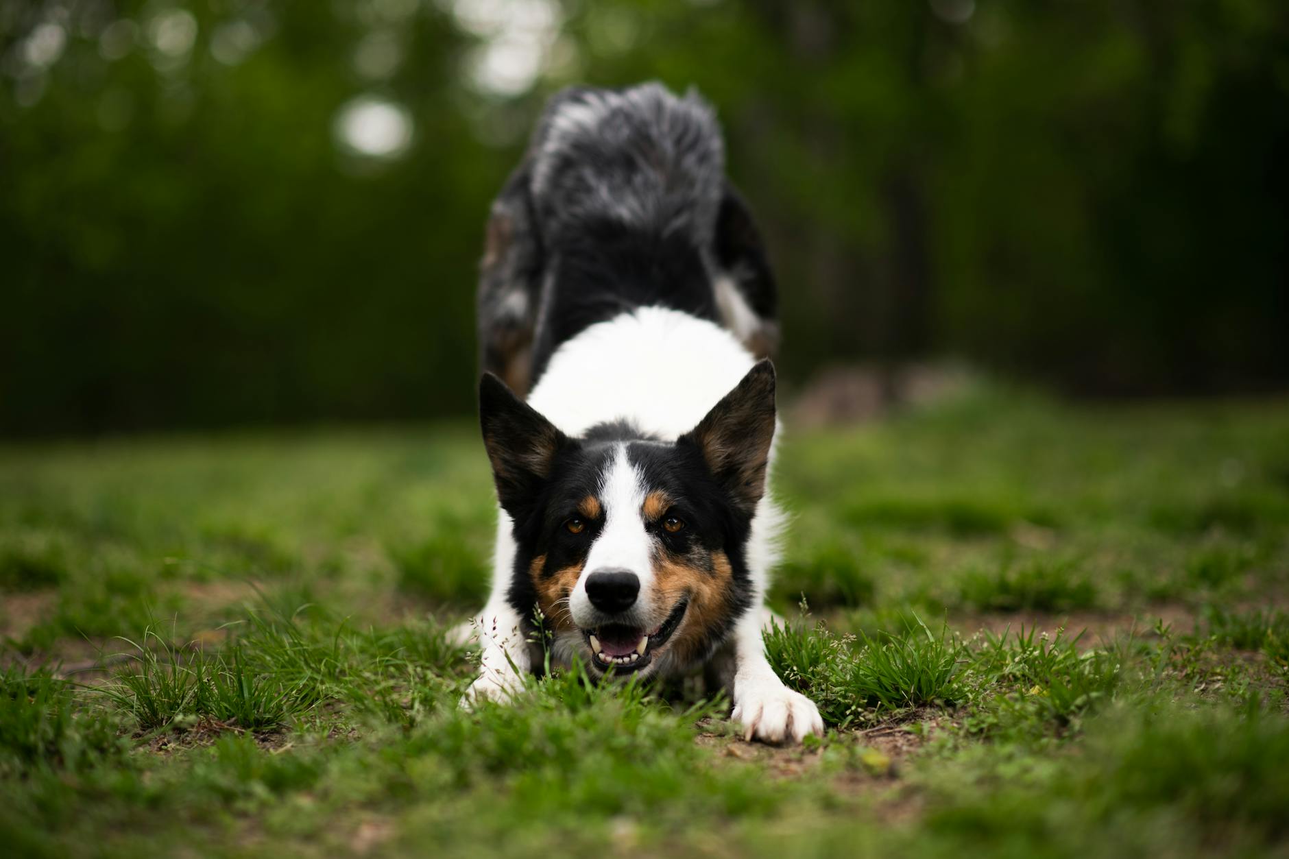 dog Here are a few options, focusing on different aspects of the text:
* **Tail between the legs** (highlights emotion/action)
* **Stiff, high, aggressive tail** (highlights posture/aggression)
*