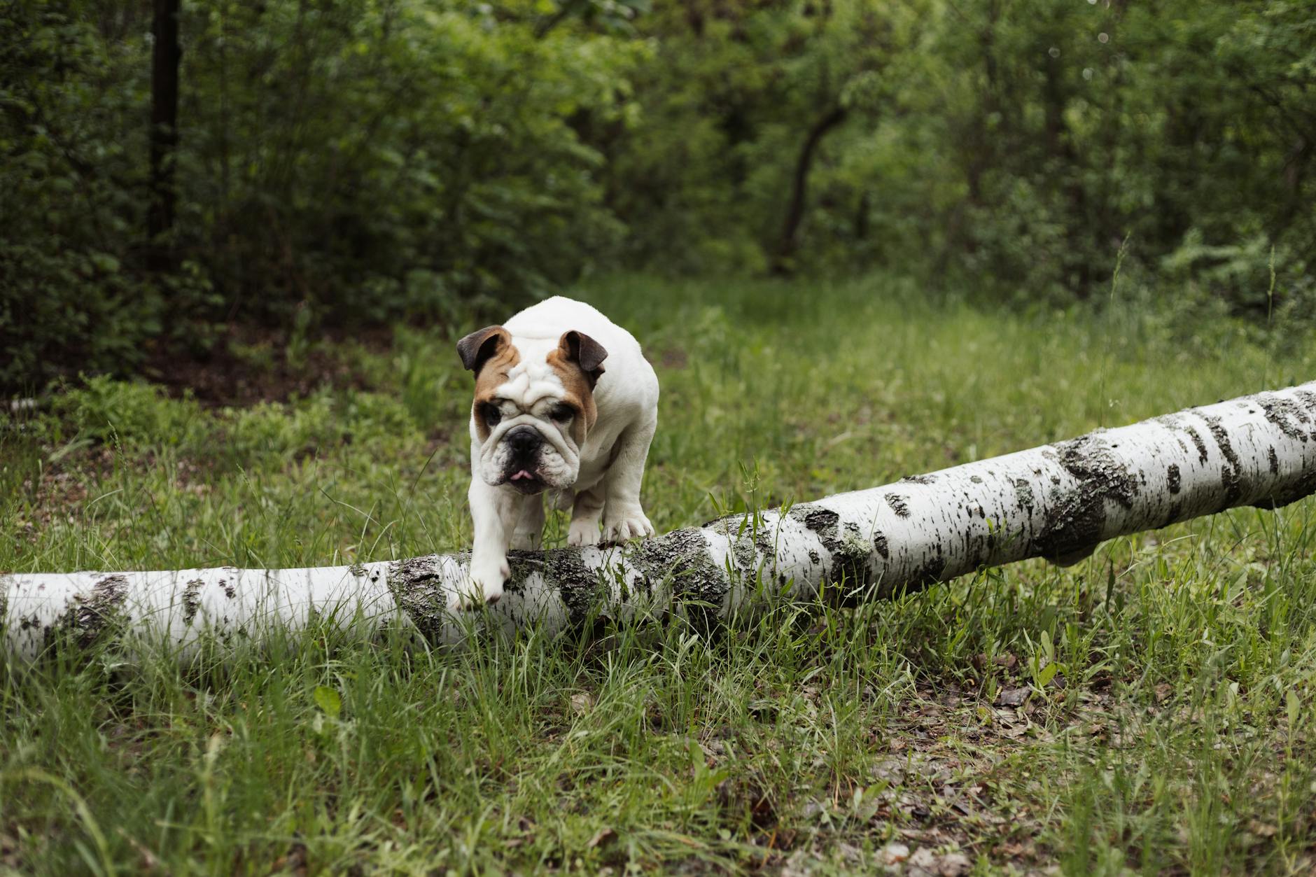 dog Hvad betyder det, når din hund kigger væk?