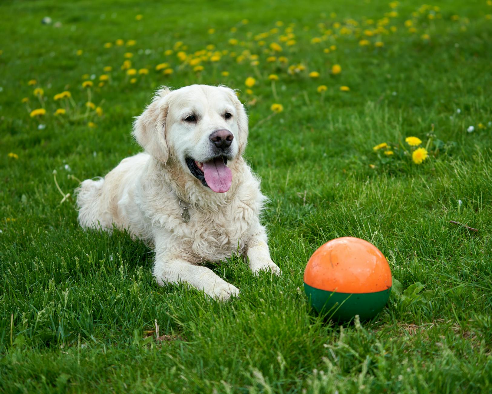 dog **Wagging tail: not always happy**