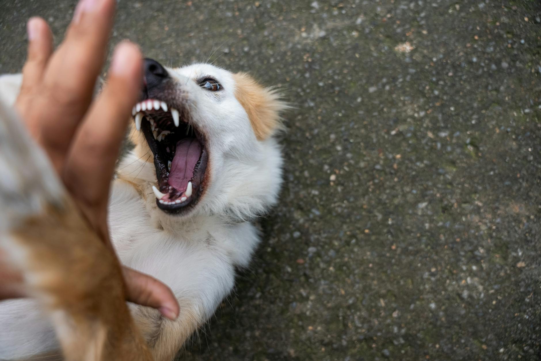 dog **Dog showing teeth in warning**