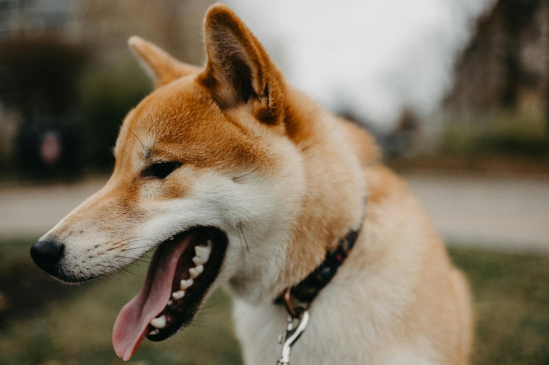 dog Here are a few options, focusing on different aspects:
* **Dog yawning under stress**
* **Dog yawning, calming down**
* **Stress-induced dog yawn**