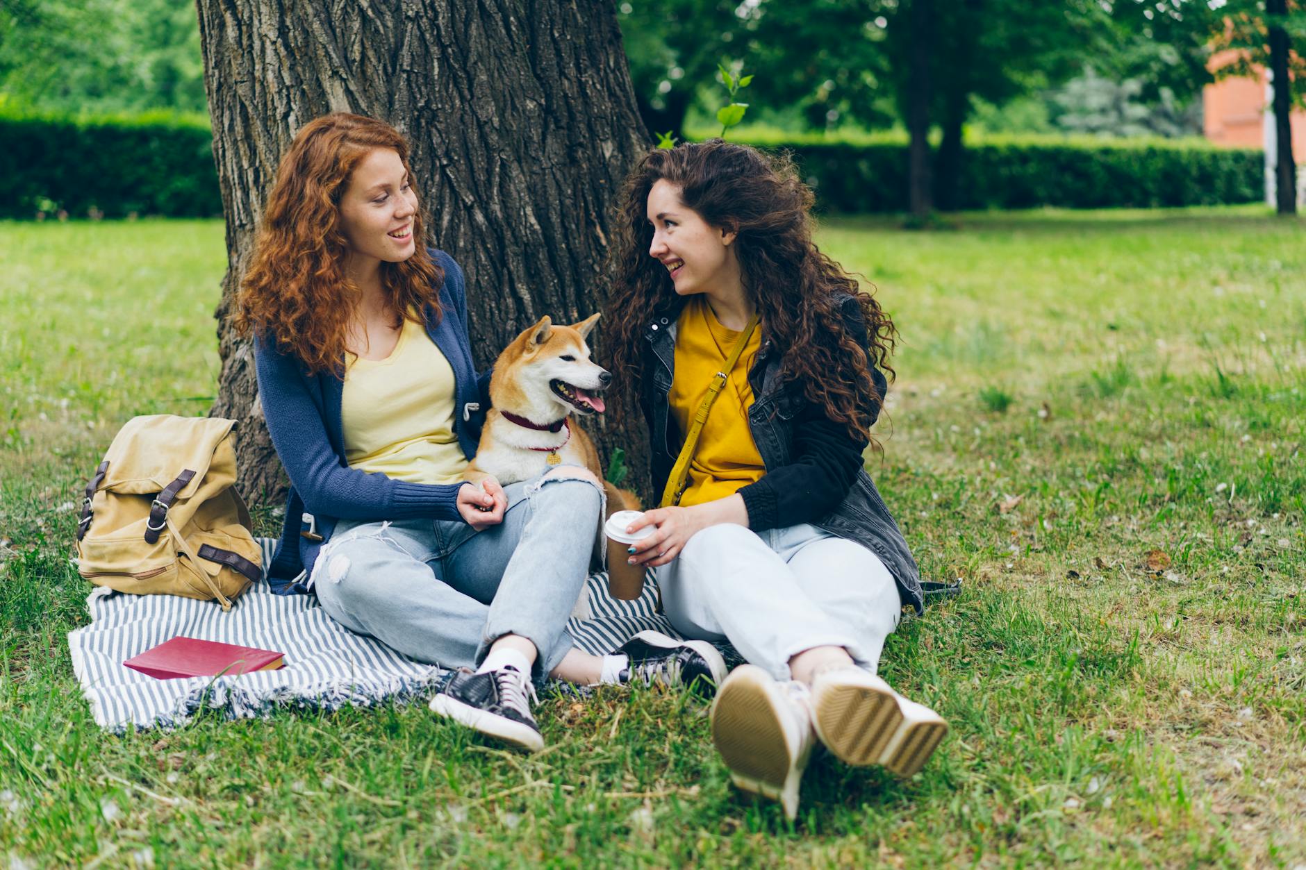 dog **Dog licking, understanding wellbeing.**
