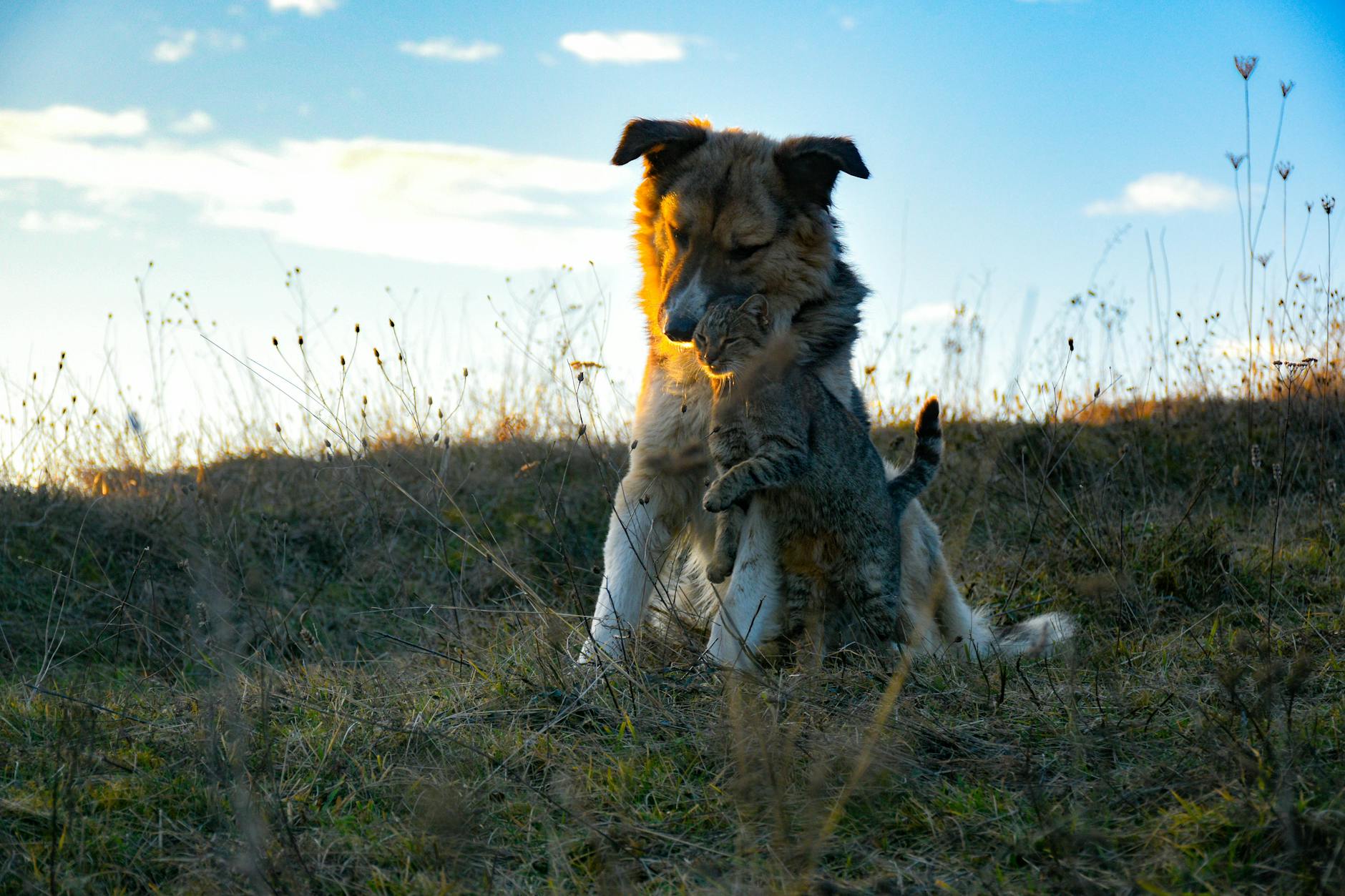 dog Here are a few options that capture the essence:
* **