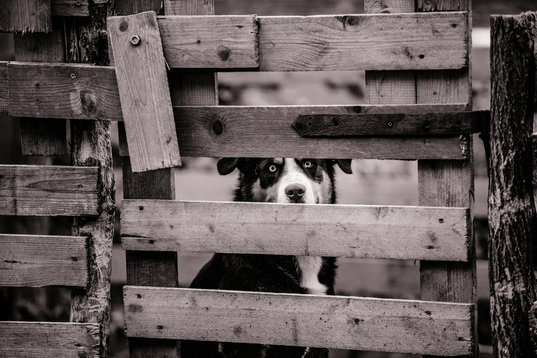 dog Here are a few options, focusing on the action, emotion, and key concepts:
* **Challenging, dominant dog gaze**
* **Uncertain dog, threatening eyes**
* **Decoding dog's direct eye