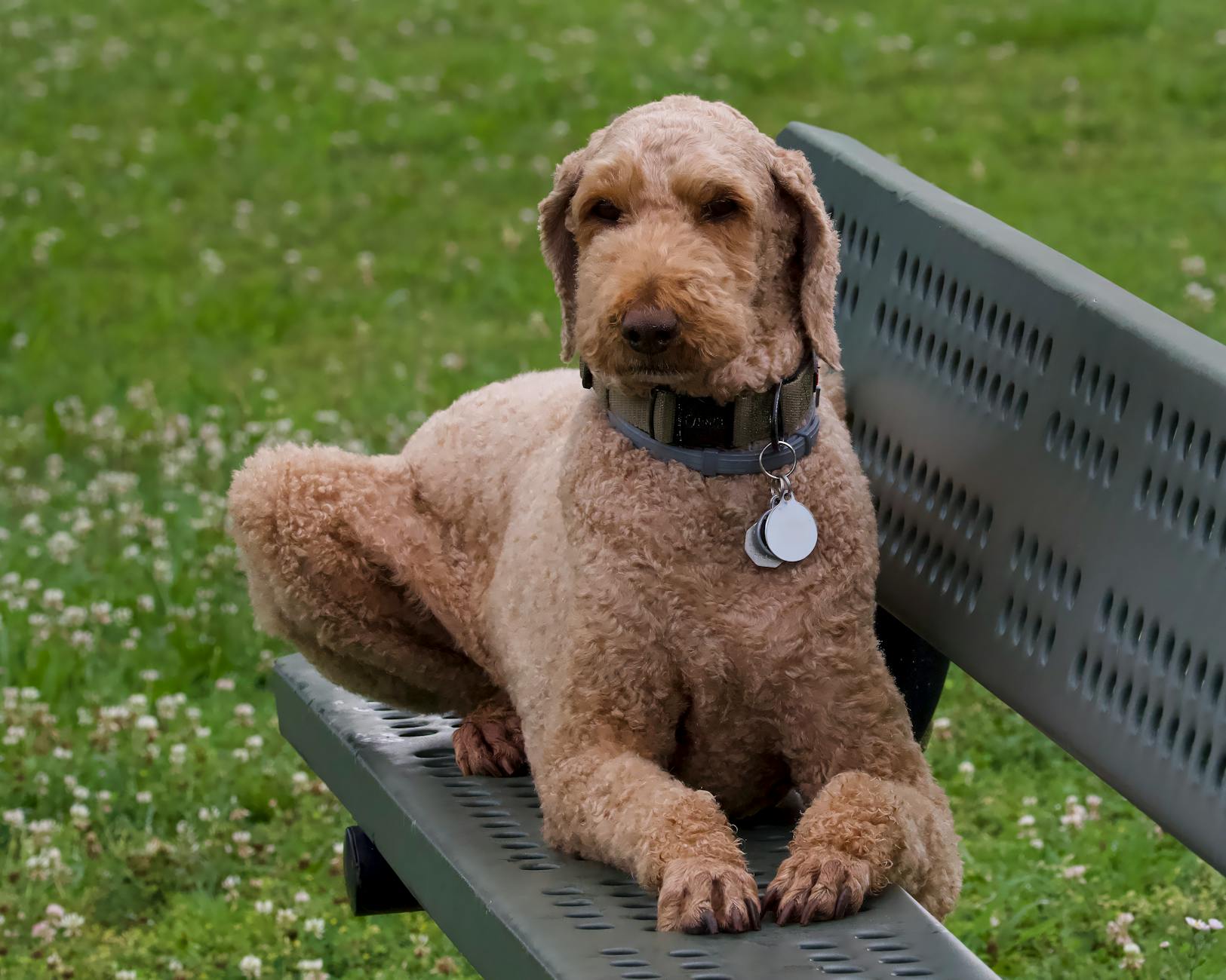 dog Fedt i hundefoder – godt eller farligt?