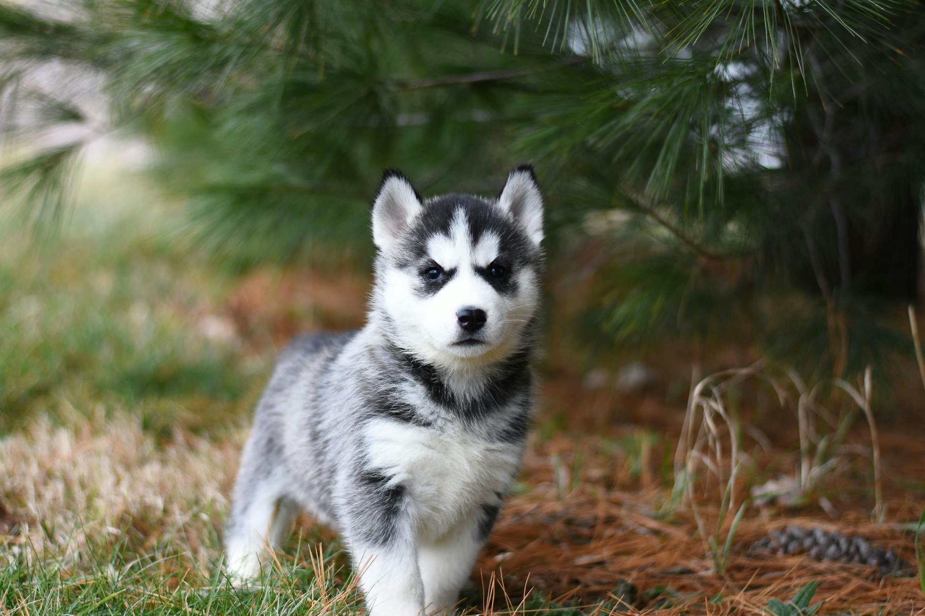 dog **Dog's wagging, telling tail.**
