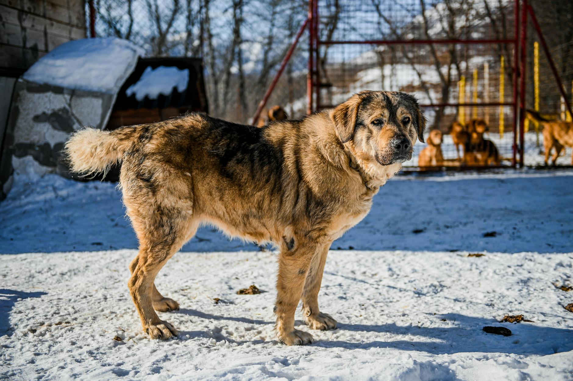 dog Sådan læser du din hunds øjne og blikretning