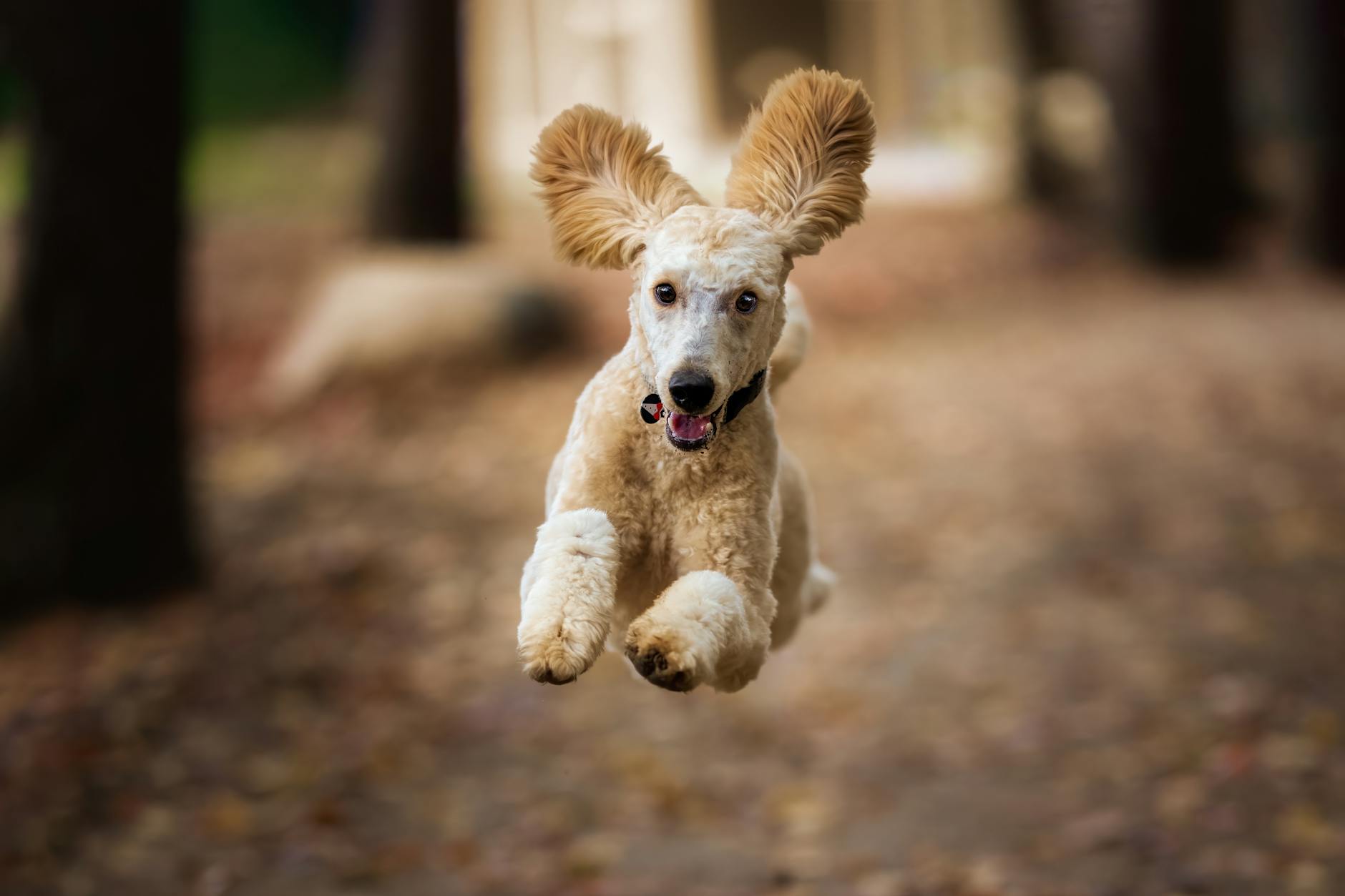 dog Here are a few options, focusing on different aspects:
* **Play versus serious movements** (Focuses on the action/concept)
* **Misunderstanding dog social interactions** (Focuses on the negative consequence/emotion)