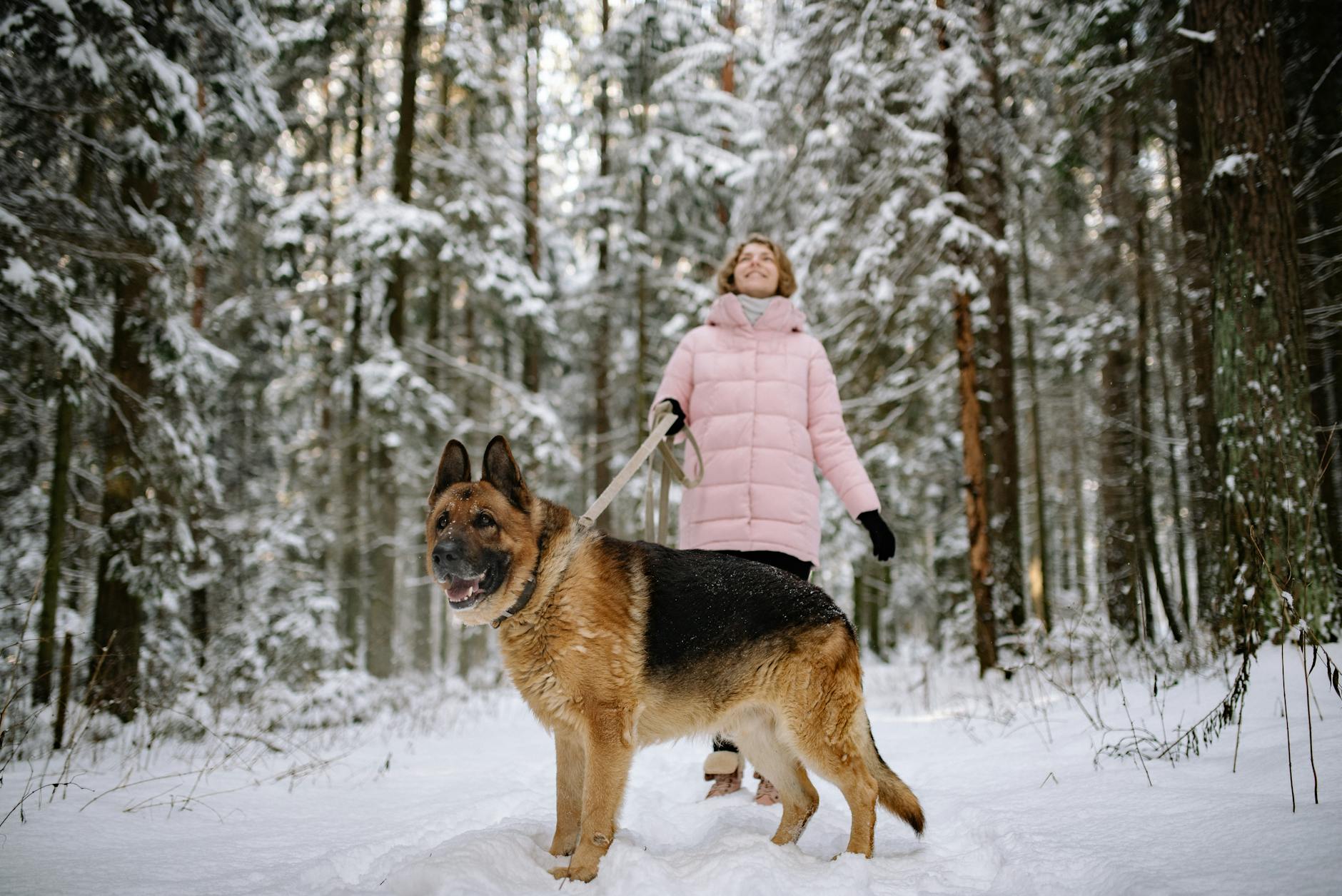dog Decoding the dog's bark.